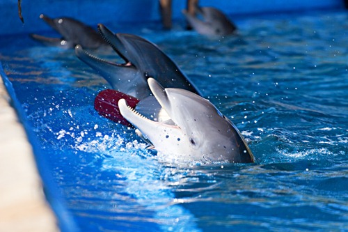 seaworld-dolphins