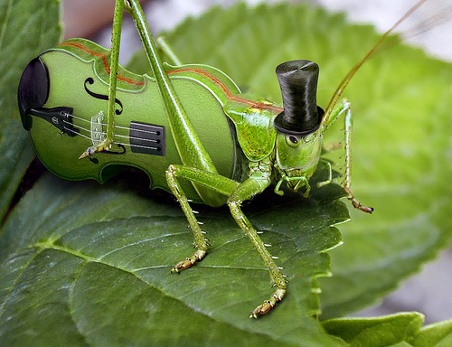 cricket