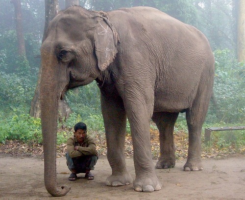 elephant-rider