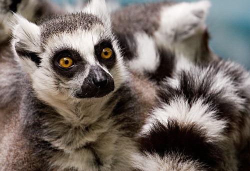 Lemurs09