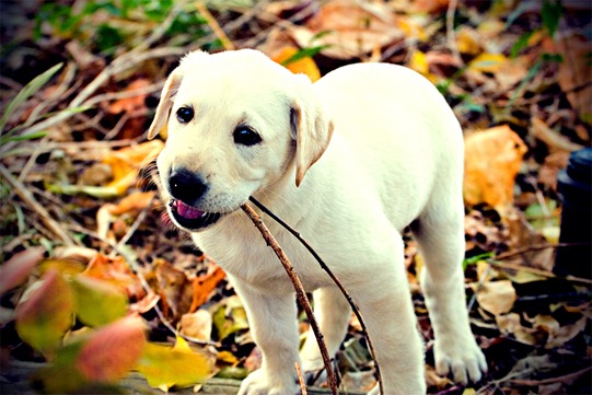 puppy-3-lomo