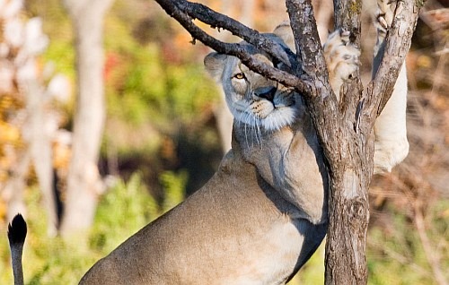 Lion3B
