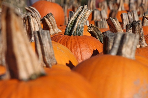 pumpkins2
