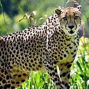 Kansas City Zoo