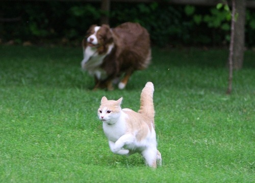herdingcats_thumb[2]