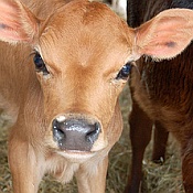 Happy Cows in Missouri!