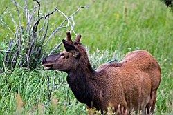 Elk