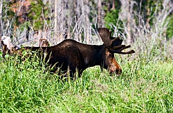 Moose in RMNP