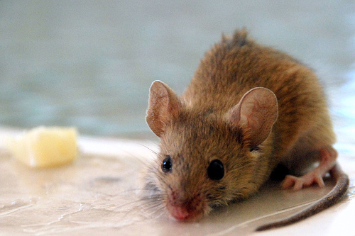 Mousetrap
