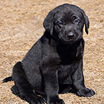 Puppy Picture